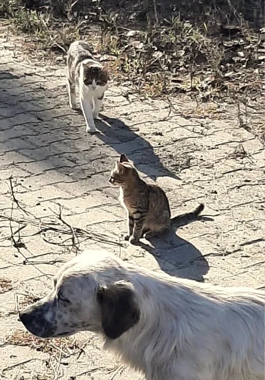 Çiftlik yolunda güneşlenen iki kedi ve beyaz bir köpek